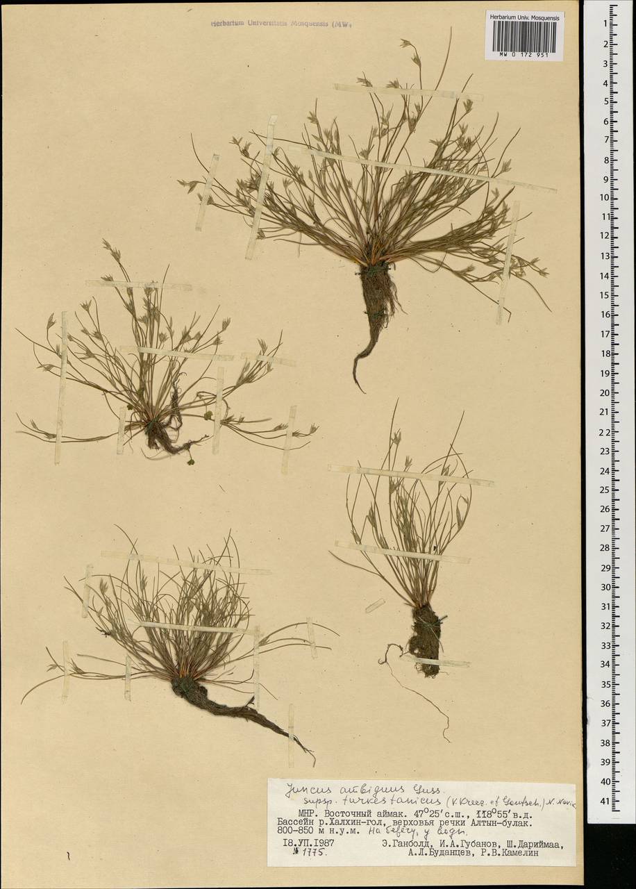 Juncus turkestanicus Krecz. & Gontsch., Mongolia (MONG) (Mongolia)