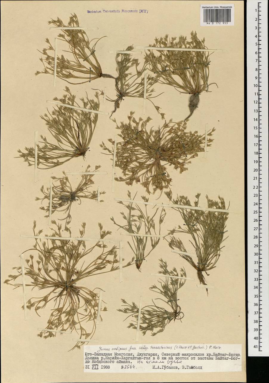 Juncus turkestanicus Krecz. & Gontsch., Mongolia (MONG) (Mongolia)