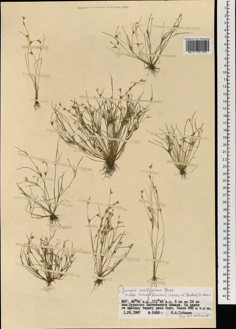 Juncus turkestanicus Krecz. & Gontsch., Mongolia (MONG) (Mongolia)