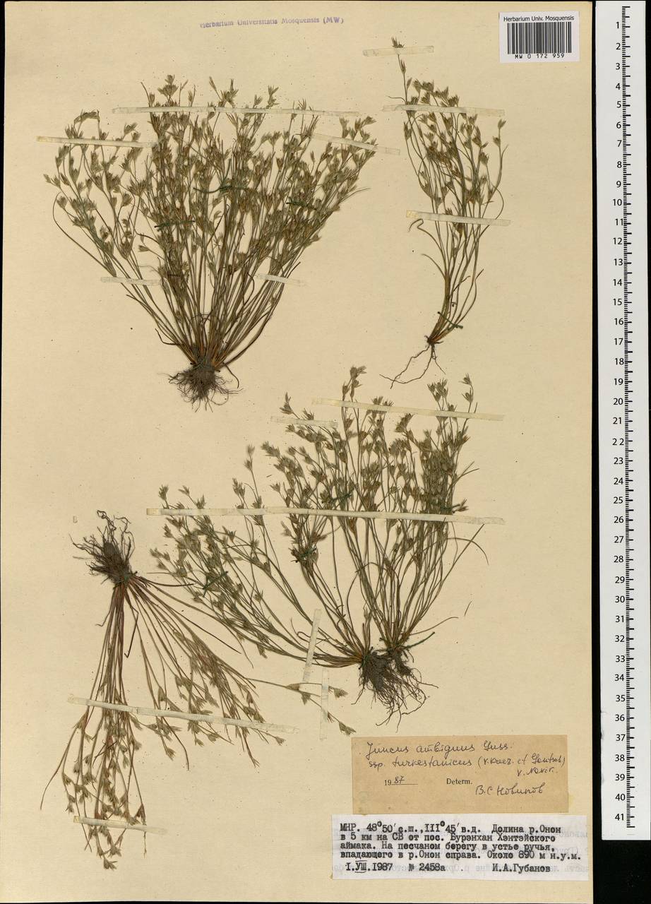 Juncus turkestanicus Krecz. & Gontsch., Mongolia (MONG) (Mongolia)