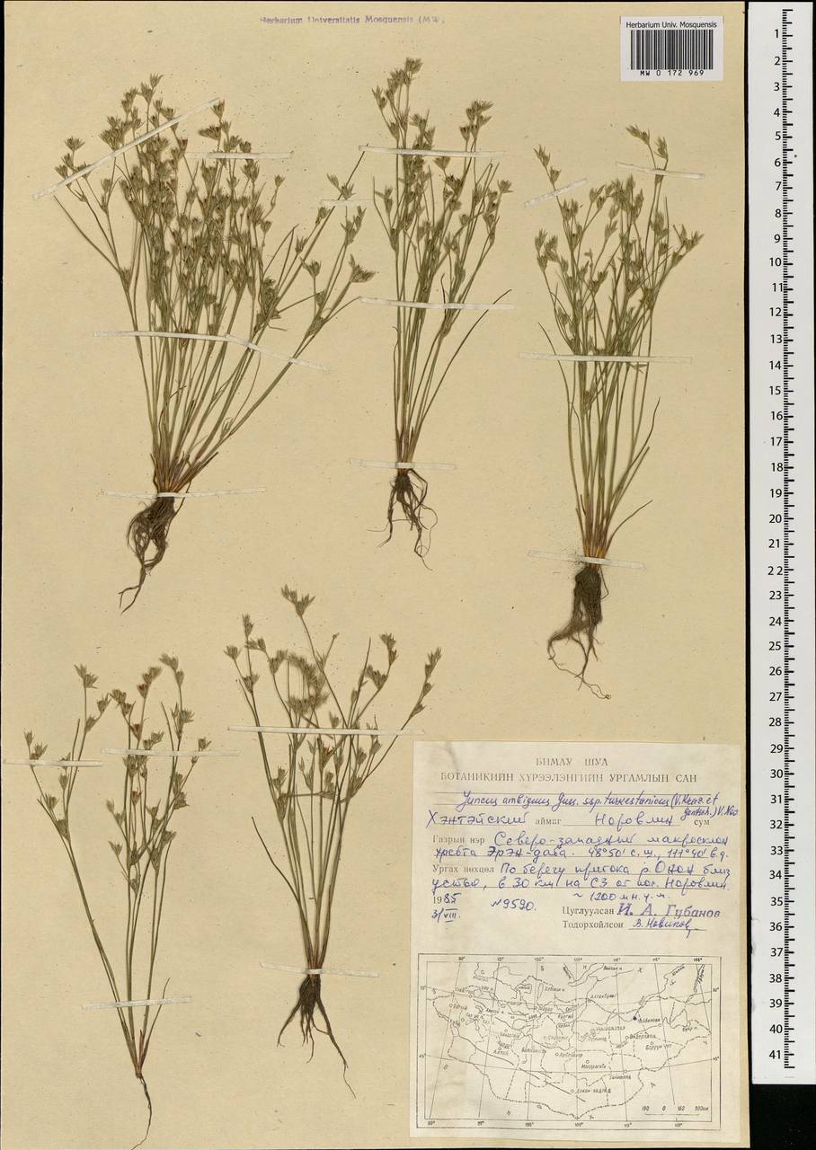 Juncus turkestanicus Krecz. & Gontsch., Mongolia (MONG) (Mongolia)
