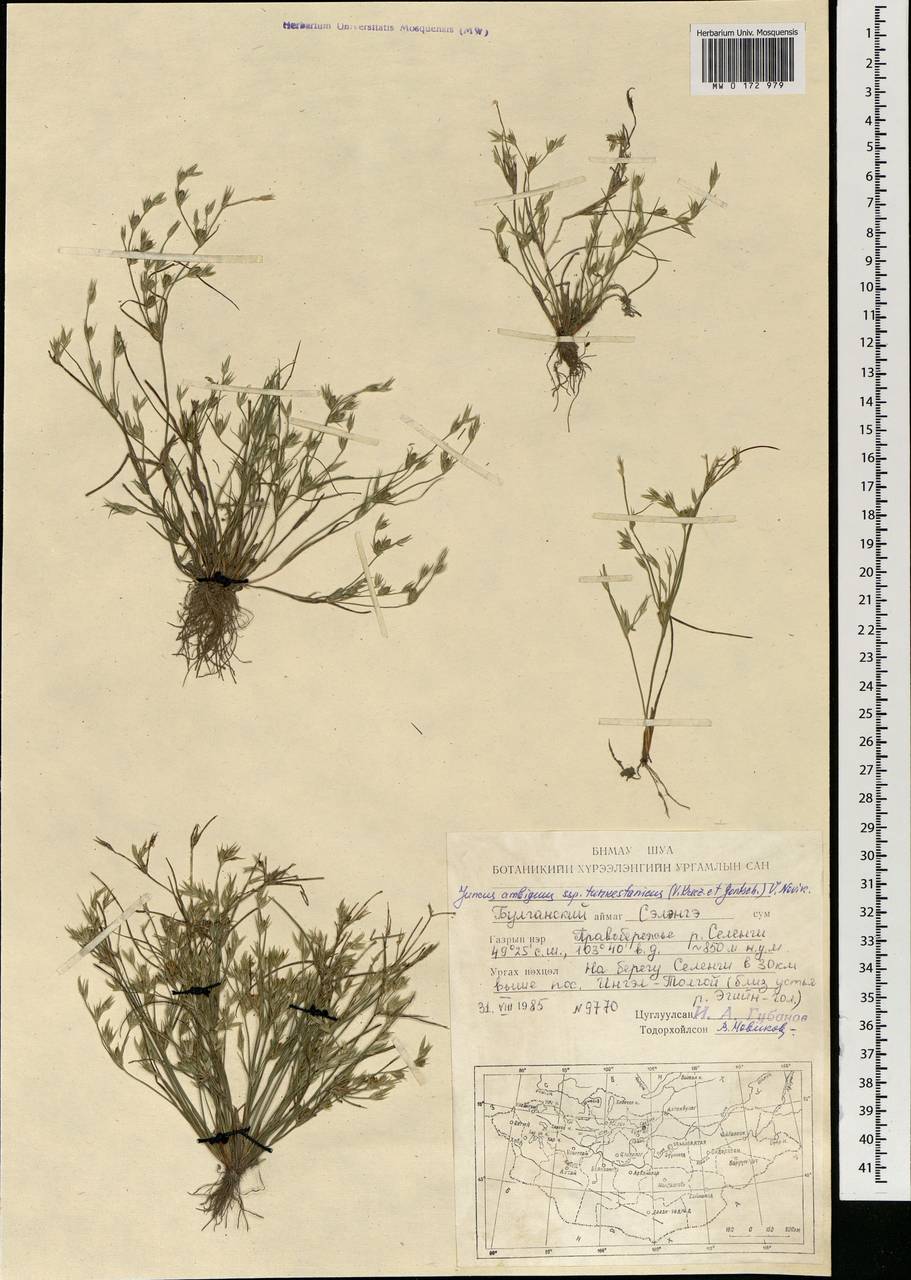 Juncus turkestanicus Krecz. & Gontsch., Mongolia (MONG) (Mongolia)