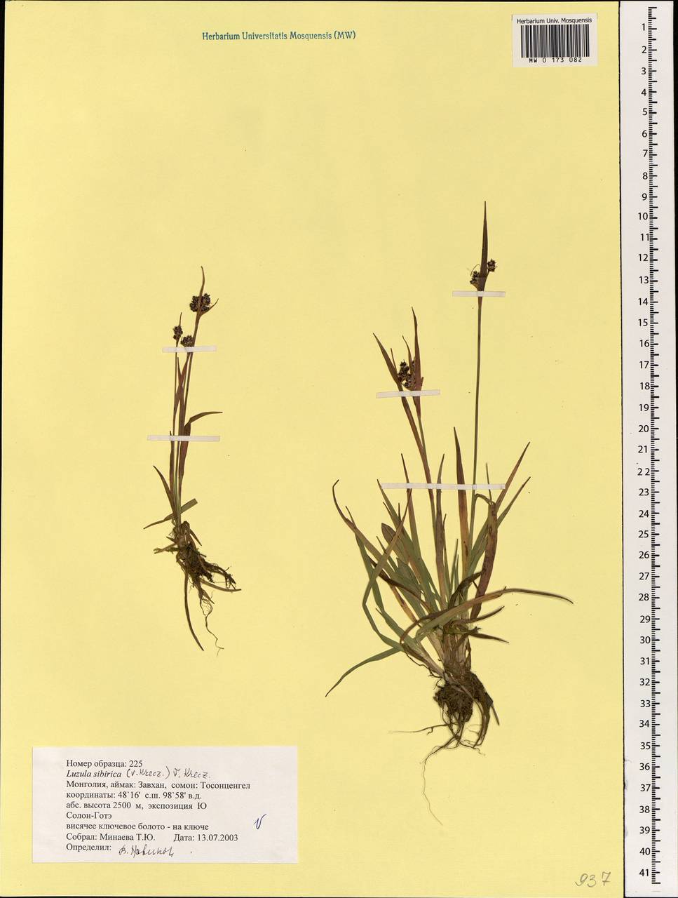 Luzula multiflora subsp. sibirica V.I.Krecz., Mongolia (MONG) (Mongolia)