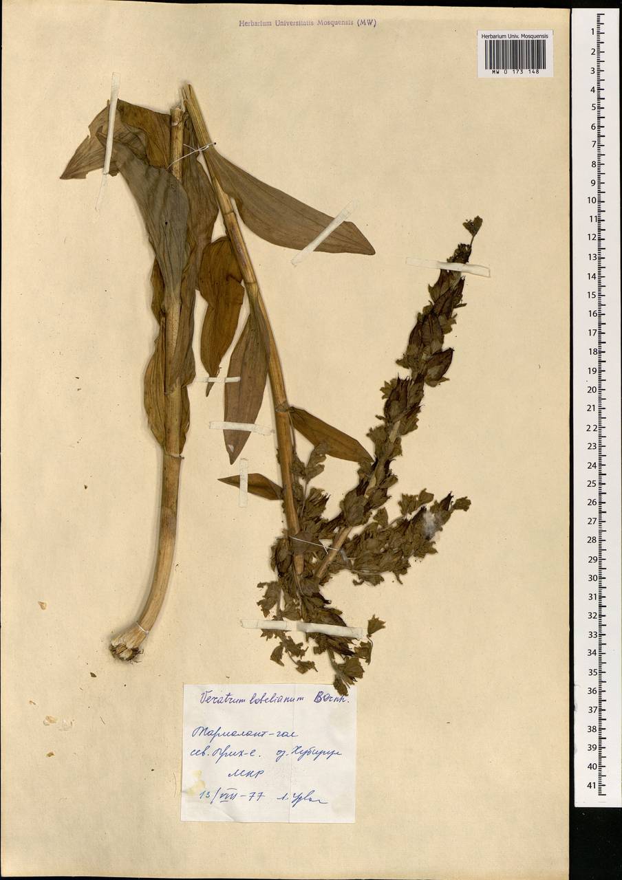 Veratrum lobelianum Bernh., Mongolia (MONG) (Mongolia)