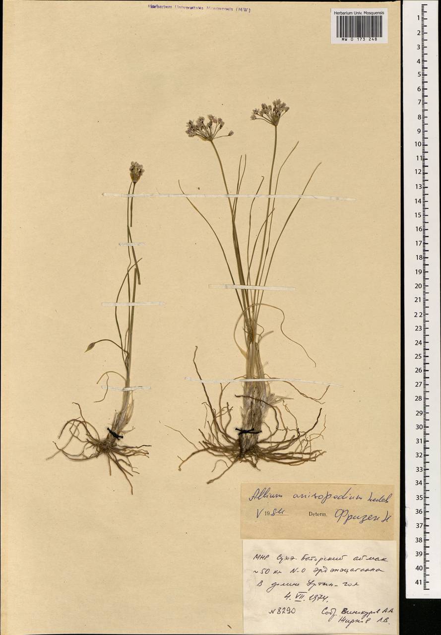 Allium anisopodium Ledeb., Mongolia (MONG) (Mongolia)