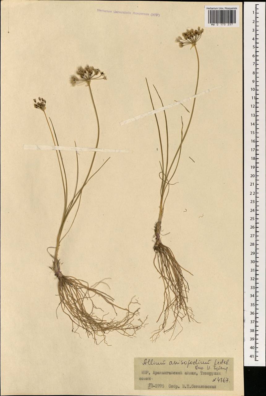 Allium anisopodium Ledeb., Mongolia (MONG) (Mongolia)