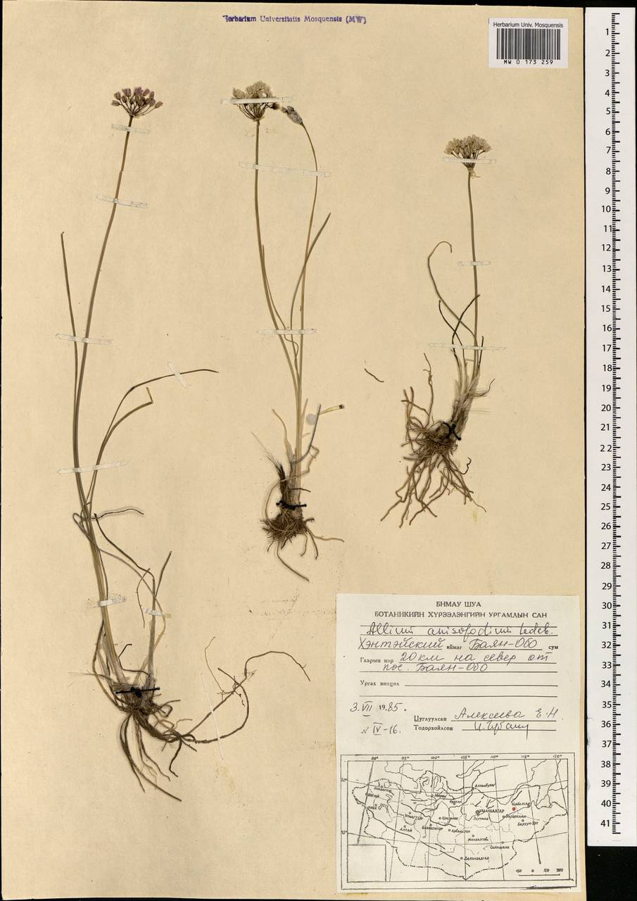 Allium anisopodium Ledeb., Mongolia (MONG) (Mongolia)