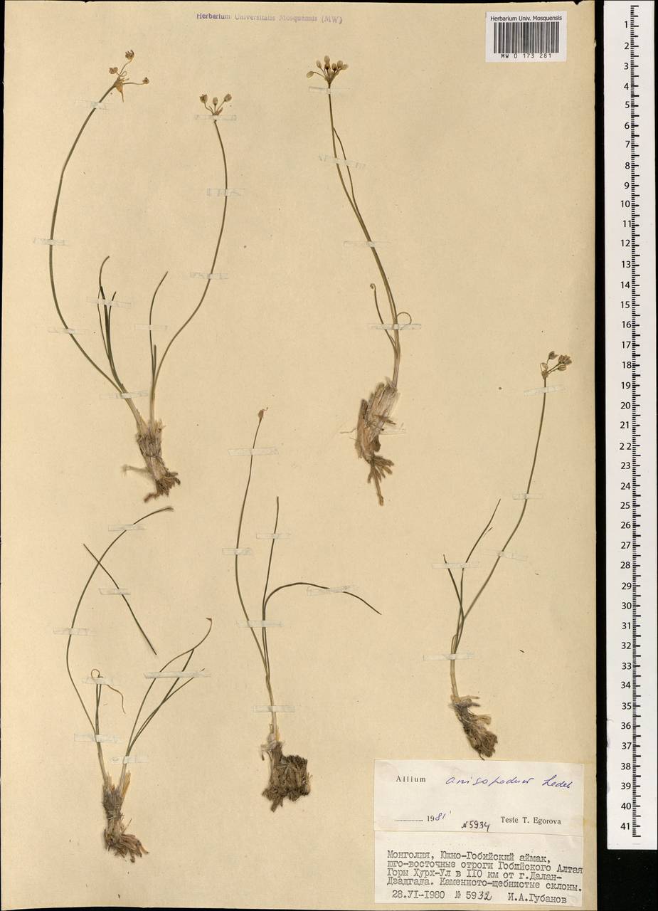 Allium anisopodium Ledeb., Mongolia (MONG) (Mongolia)
