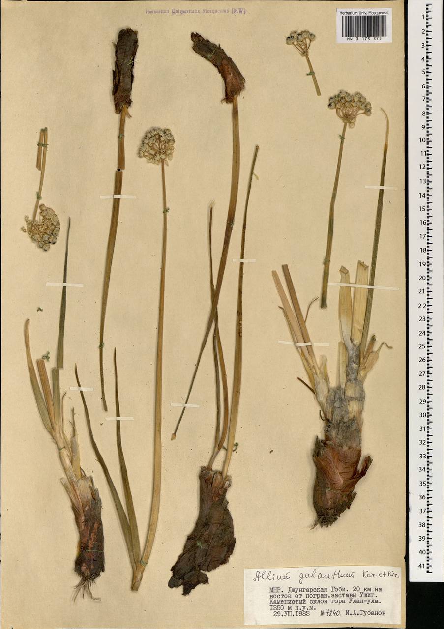 Allium galanthum Kar. & Kir., Mongolia (MONG) (Mongolia)