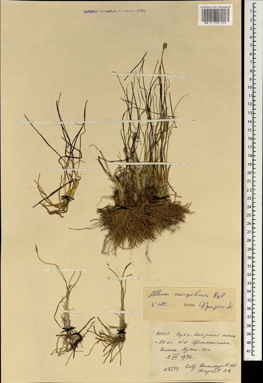 Allium mongolicum Regel, Mongolia (MONG) (Mongolia)