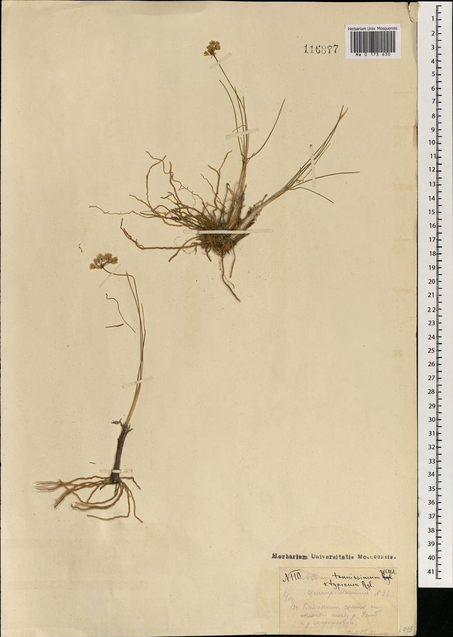 Allium tenuissimum L., Mongolia (MONG) (Mongolia)