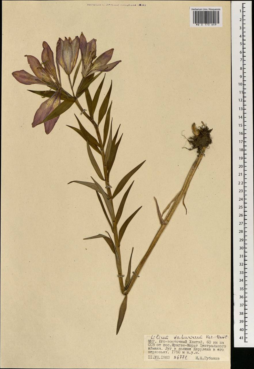 Lilium pensylvanicum Ker Gawl., Mongolia (MONG) (Mongolia)