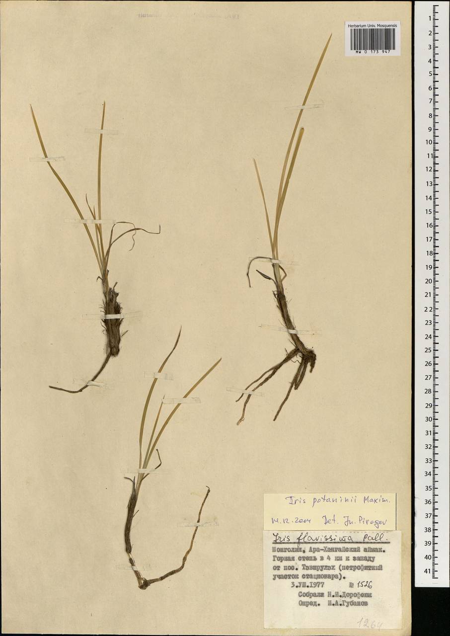 Iris potaninii Maxim., Mongolia (MONG) (Mongolia)