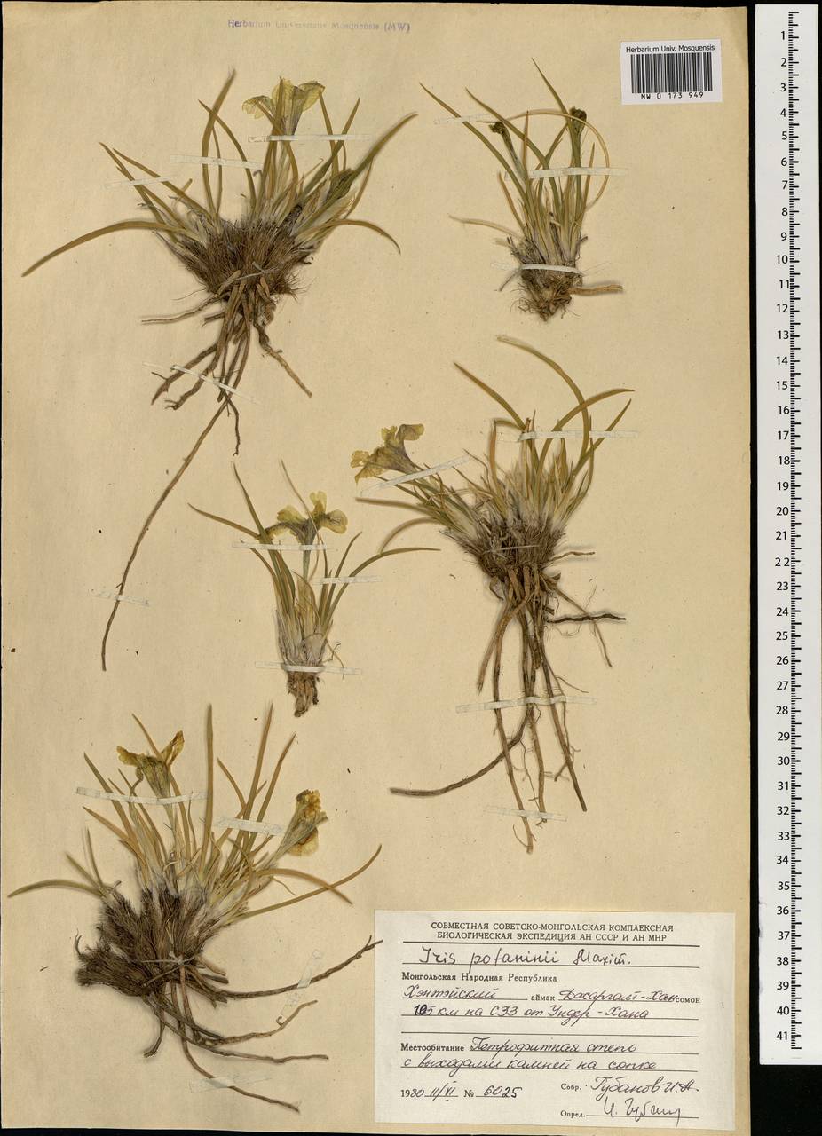 Iris potaninii Maxim., Mongolia (MONG) (Mongolia)