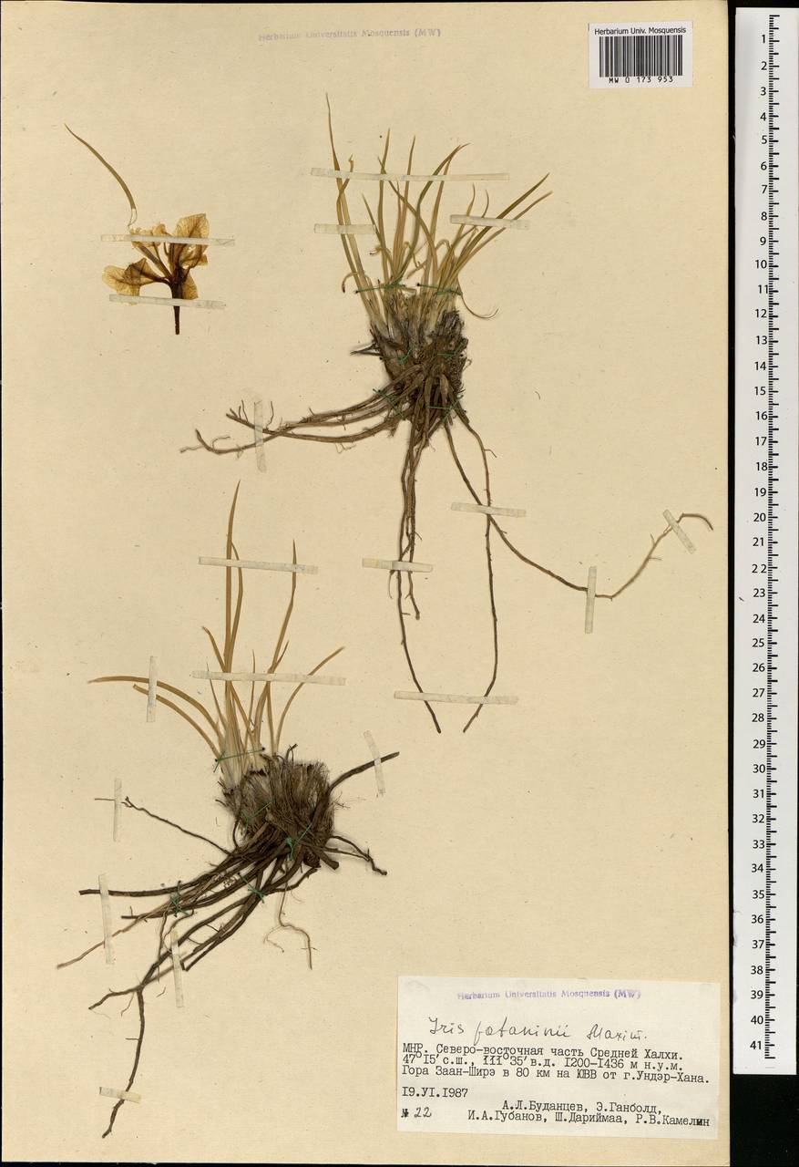 Iris potaninii Maxim., Mongolia (MONG) (Mongolia)