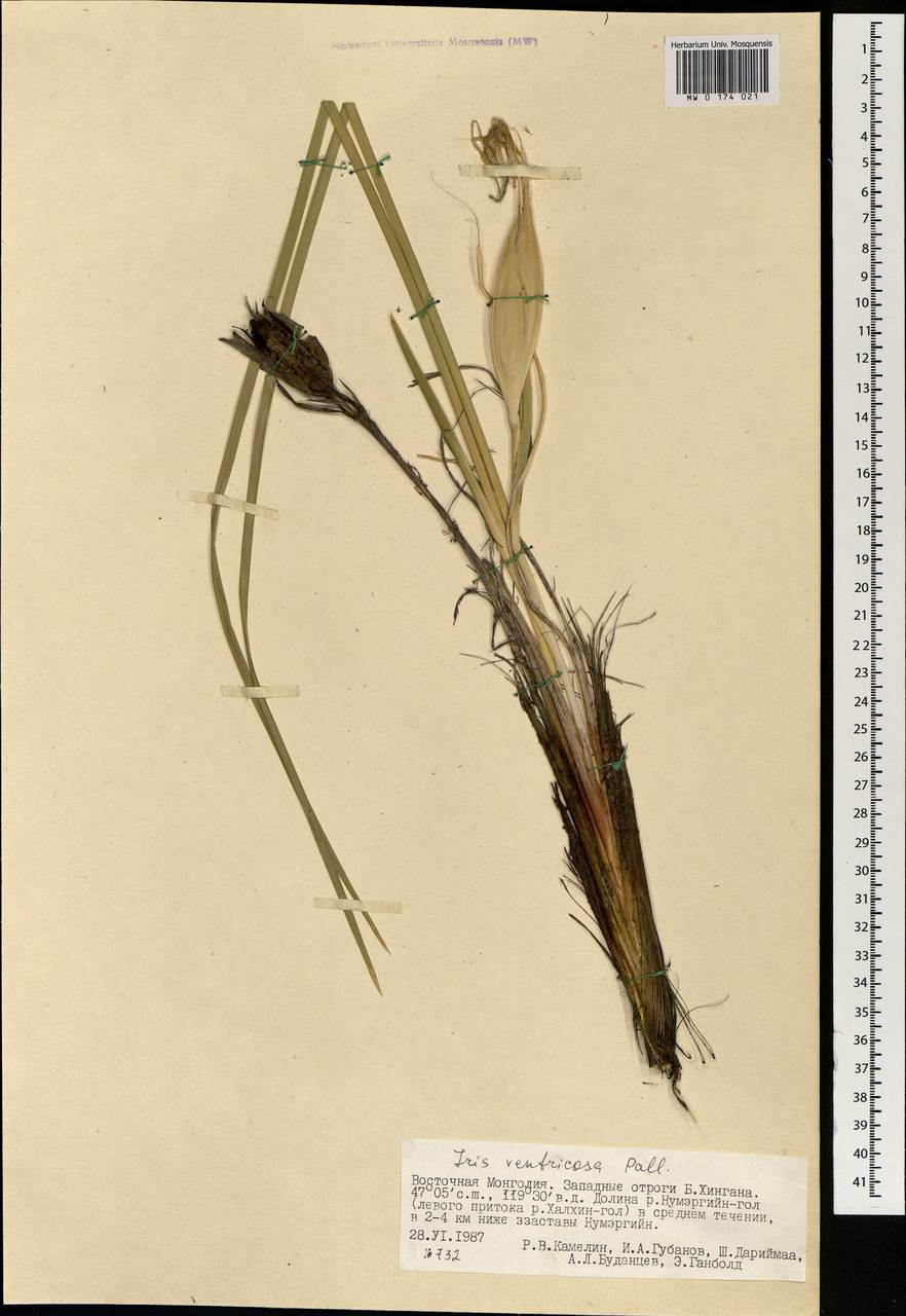 Iris ventricosa Pall., Mongolia (MONG) (Mongolia)