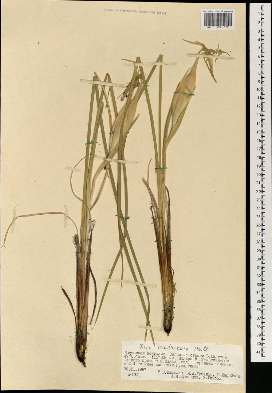 Iris ventricosa Pall., Mongolia (MONG) (Mongolia)