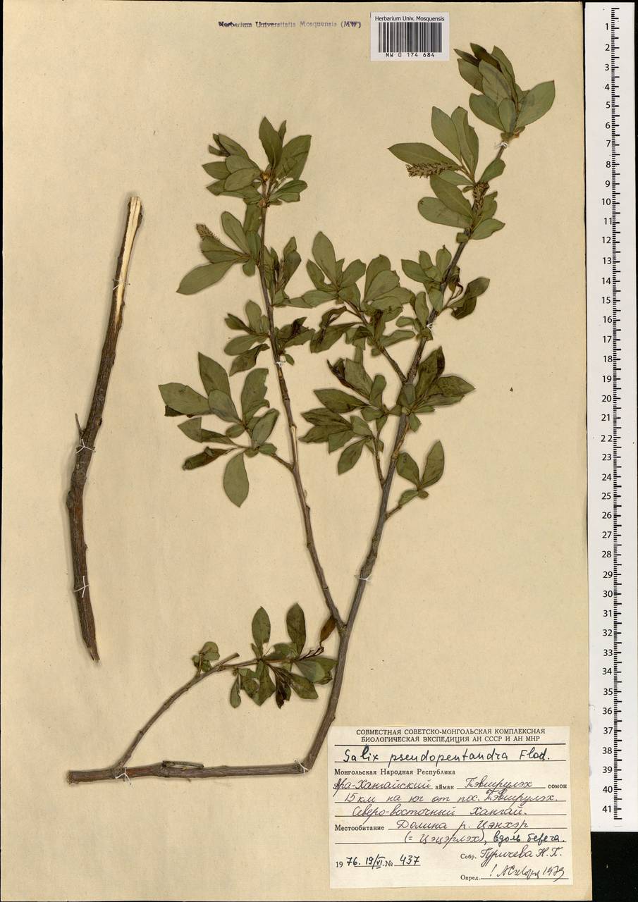 Salix pseudopentandra (Flod.) Flod., Mongolia (MONG) (Mongolia)