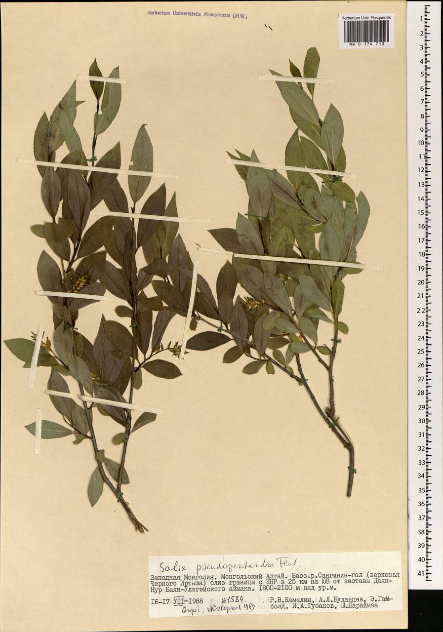 Salix pseudopentandra (Flod.) Flod., Mongolia (MONG) (Mongolia)