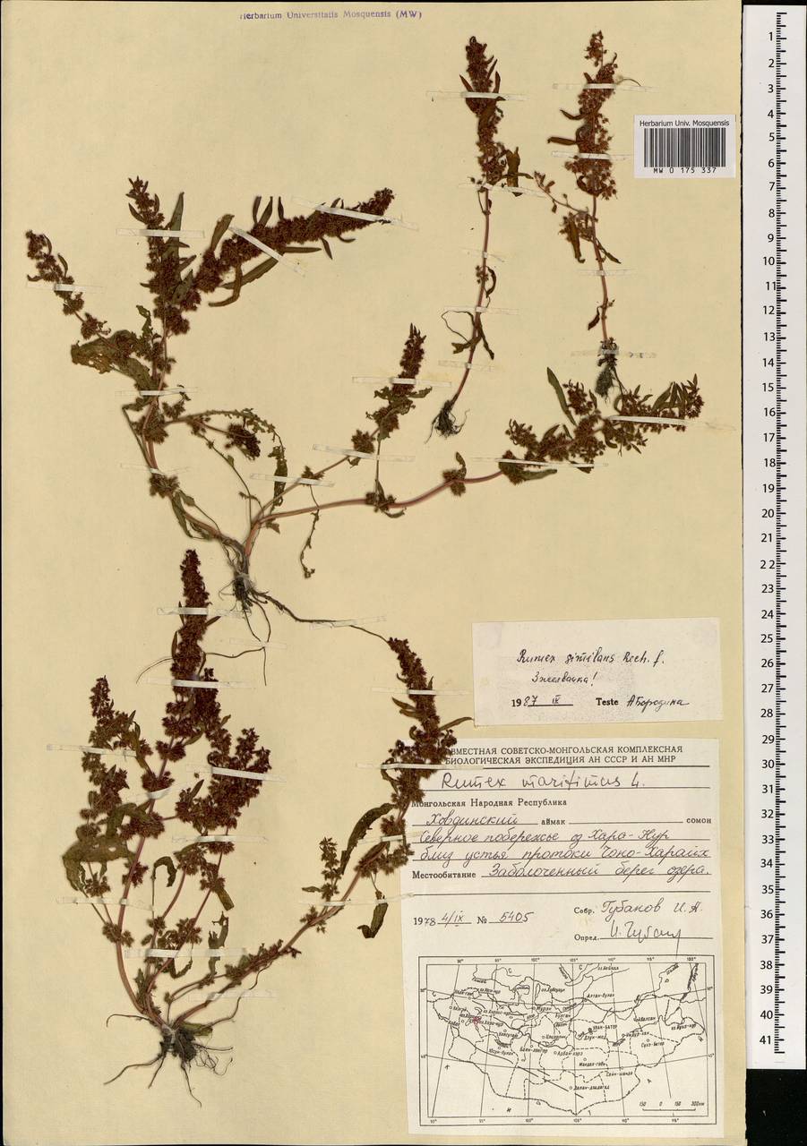 Rumex similans Rech. fil., Mongolia (MONG) (Mongolia)
