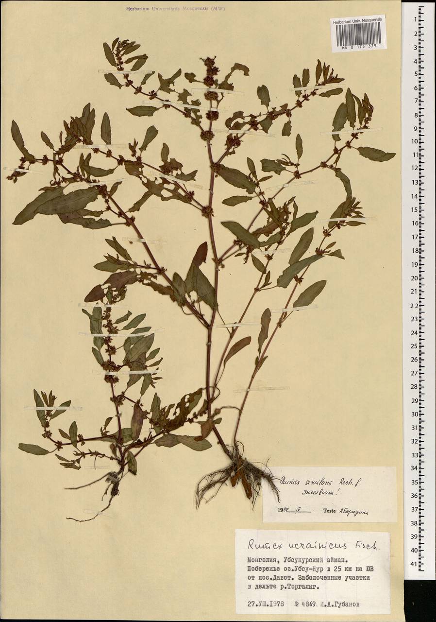 Rumex similans Rech. fil., Mongolia (MONG) (Mongolia)
