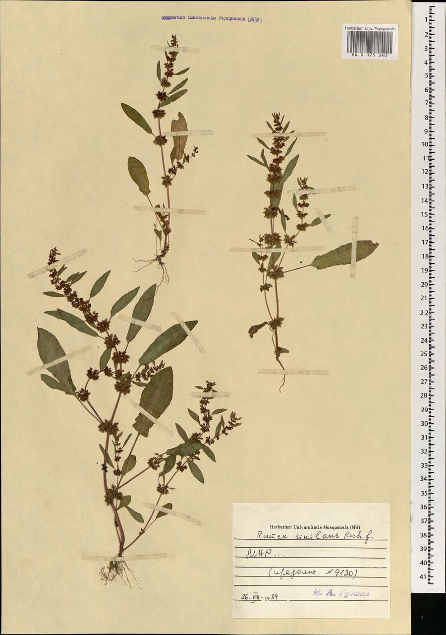 Rumex similans Rech. fil., Mongolia (MONG) (Mongolia)