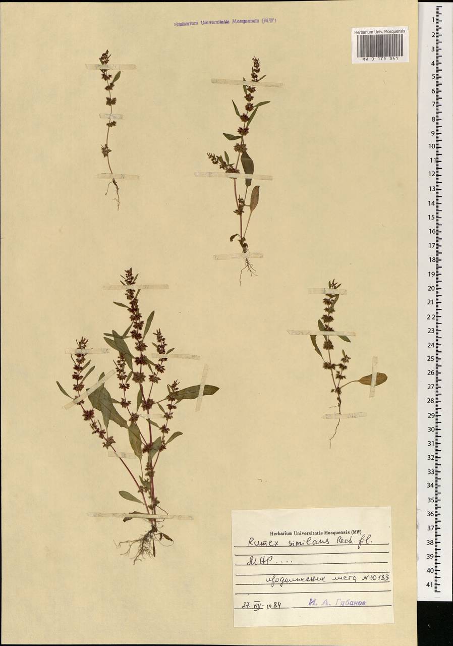 Rumex similans Rech. fil., Mongolia (MONG) (Mongolia)