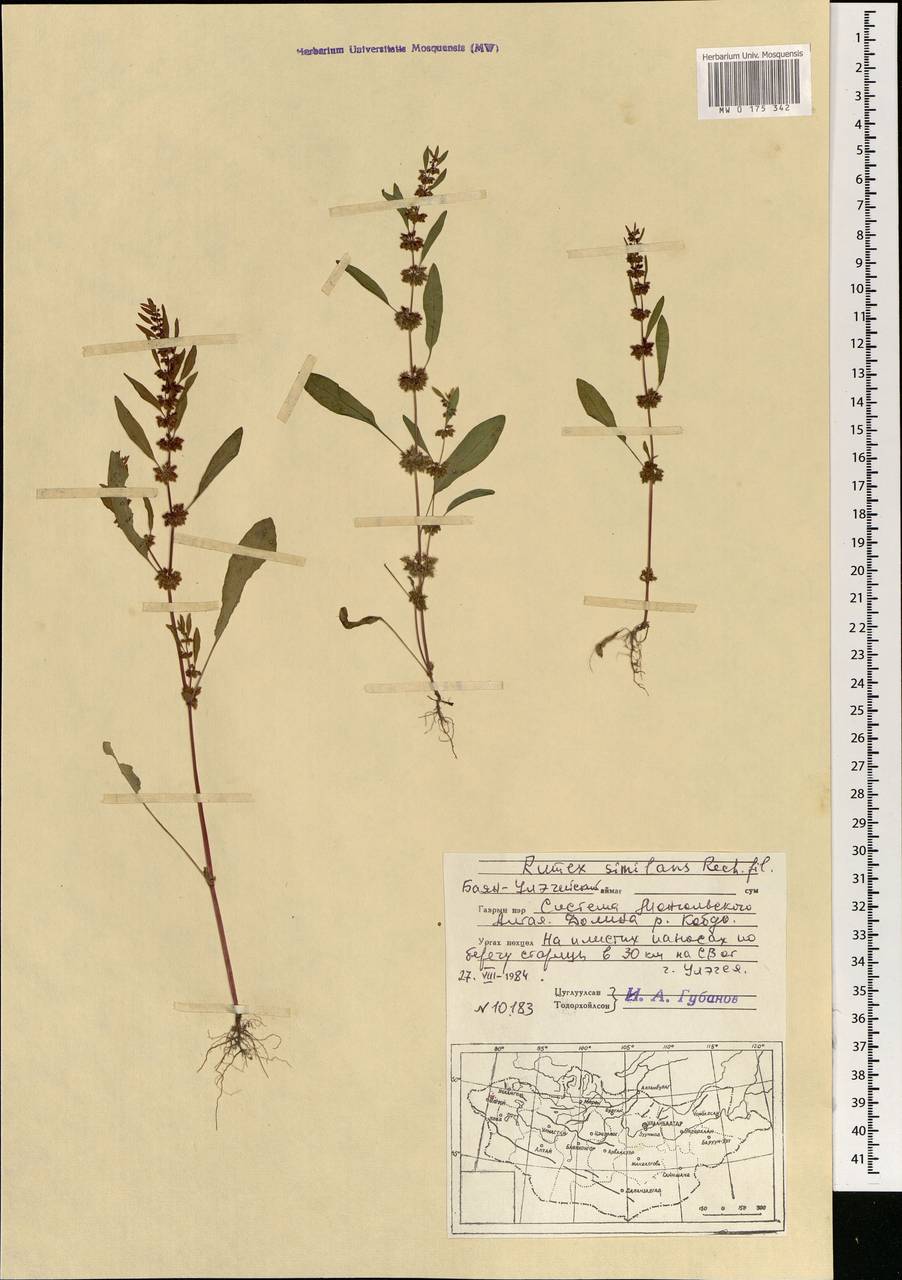 Rumex similans Rech. fil., Mongolia (MONG) (Mongolia)
