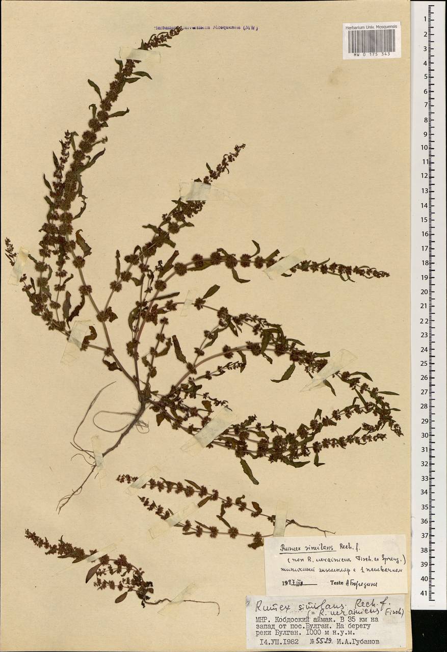 Rumex similans Rech. fil., Mongolia (MONG) (Mongolia)