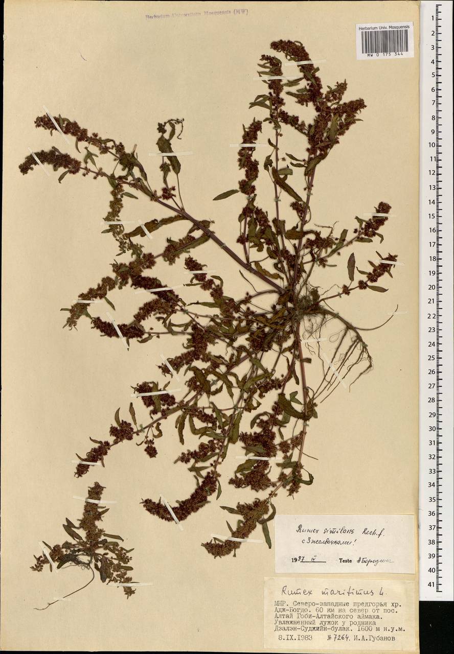 Rumex similans Rech. fil., Mongolia (MONG) (Mongolia)