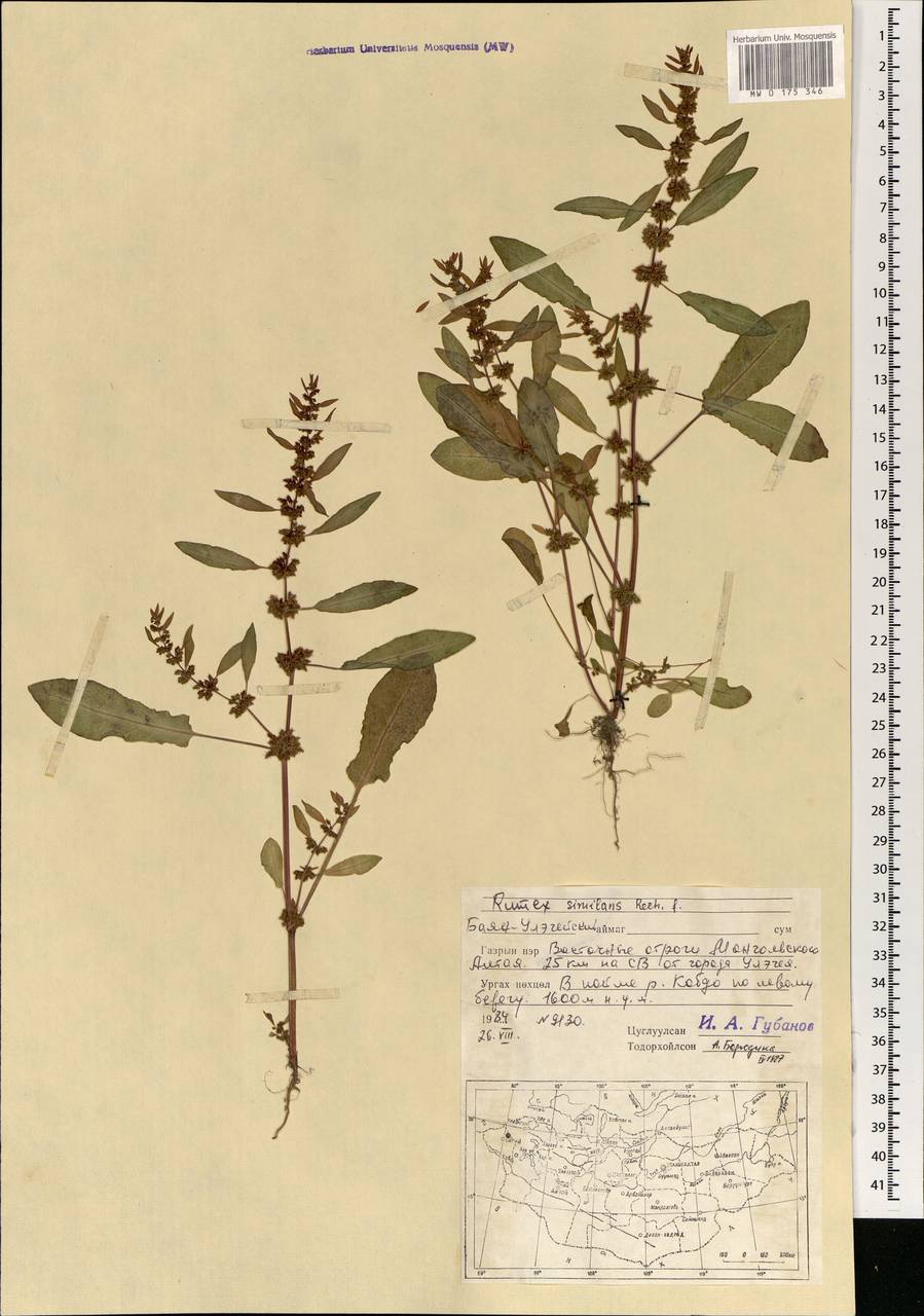 Rumex similans Rech. fil., Mongolia (MONG) (Mongolia)