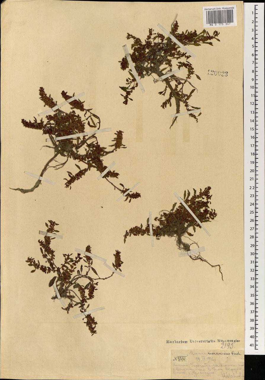Rumex similans Rech. fil., Mongolia (MONG) (Mongolia)