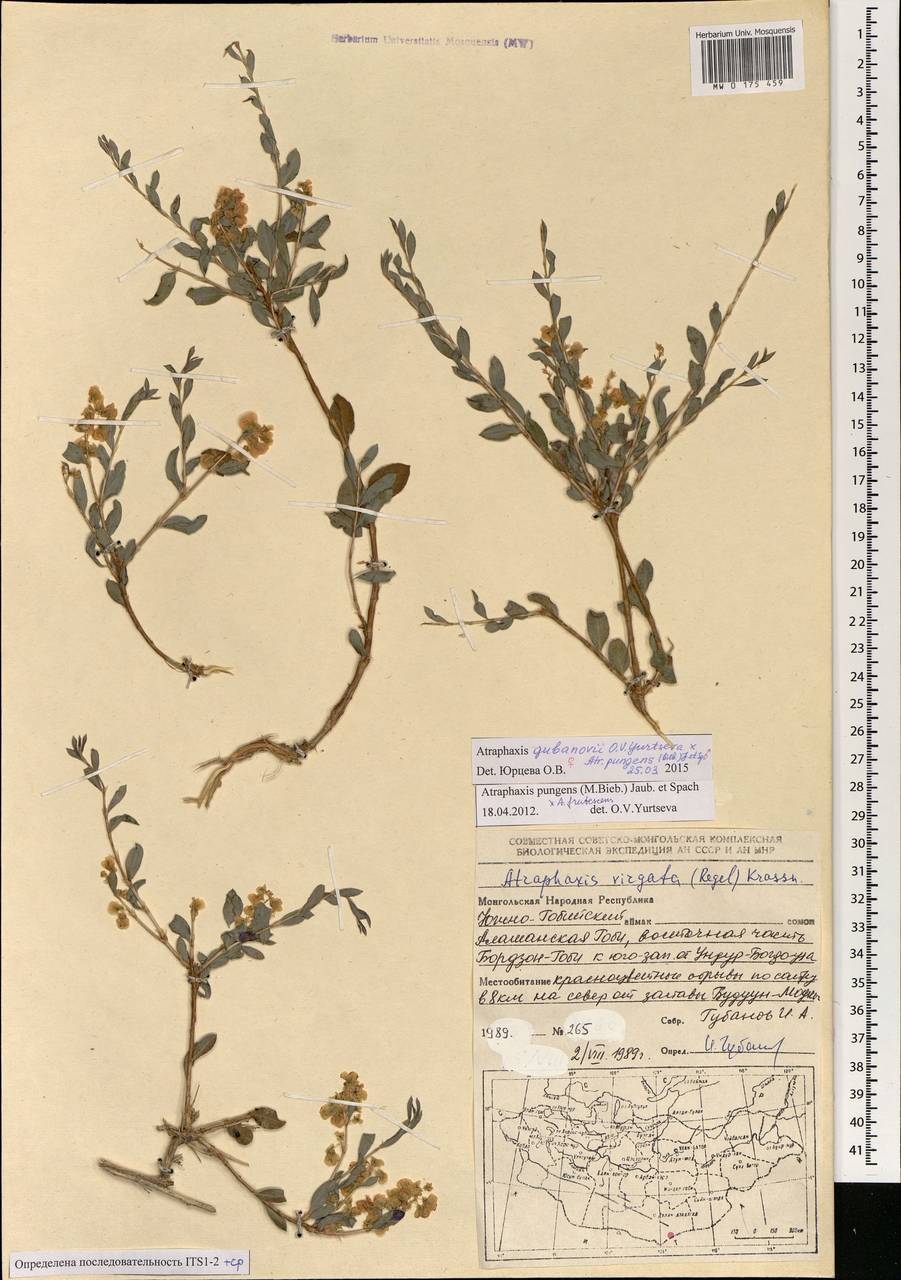 Atraphaxis rodinii Botsch., Mongolia (MONG) (Mongolia)