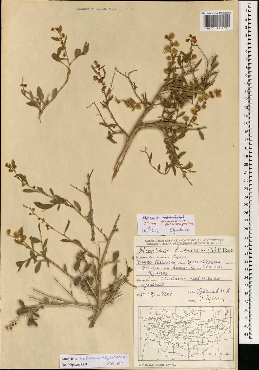 Atraphaxis rodinii Botsch., Mongolia (MONG) (Mongolia)