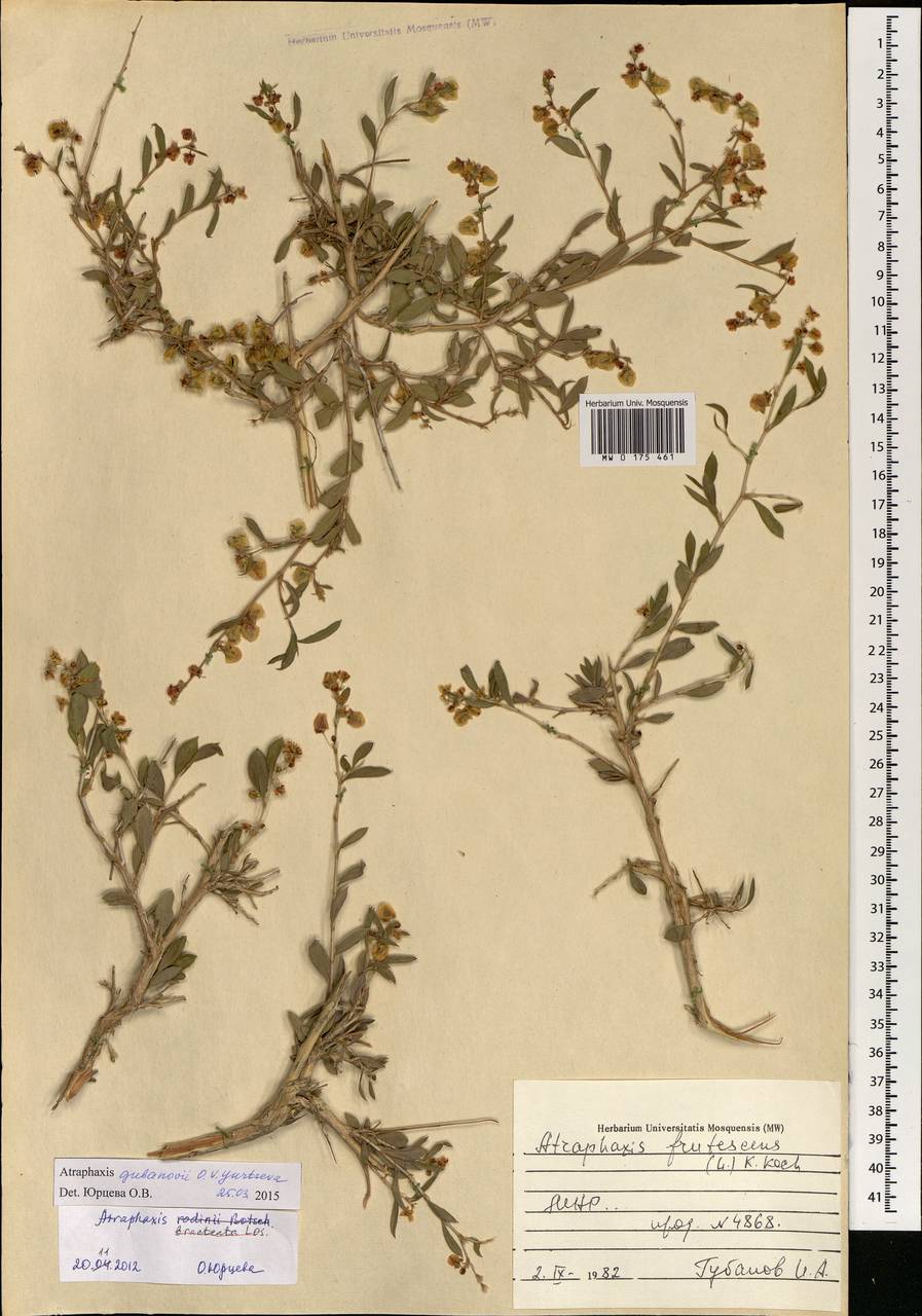 Atraphaxis rodinii Botsch., Mongolia (MONG) (Mongolia)