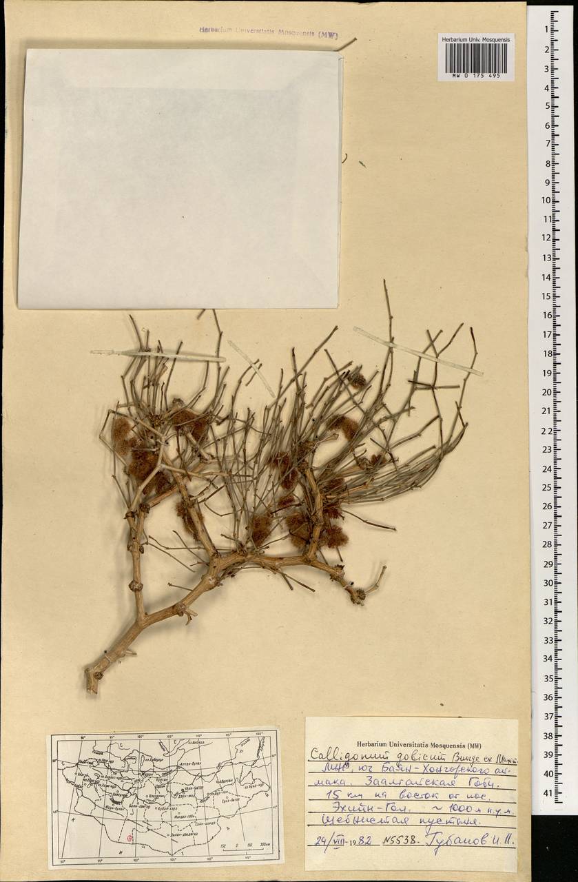 Calligonum gobicum (Bunge ex Meisn.) Losinsk., Mongolia (MONG) (Mongolia)