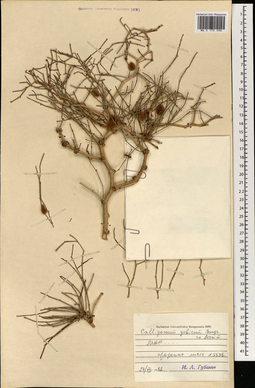 Calligonum gobicum (Bunge ex Meisn.) Losinsk., Mongolia (MONG) (Mongolia)
