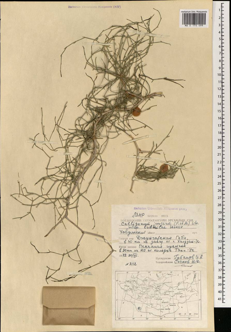 Calligonum junceum (Fisch. & C. A. Mey.) Litv., Mongolia (MONG) (Mongolia)