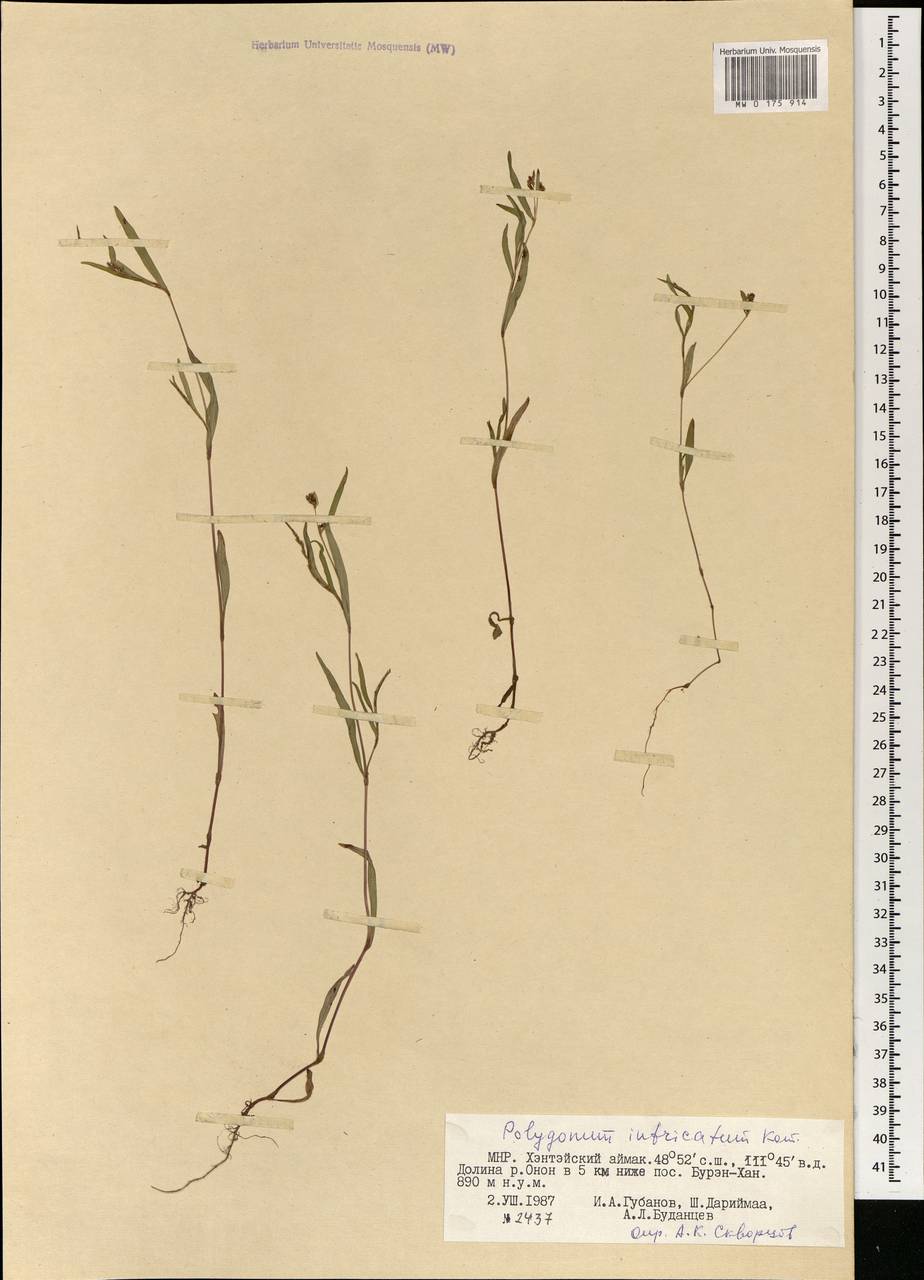 Persicaria longiseta var. rotundata (A. J. Li) B. Li, Mongolia (MONG) (Mongolia)