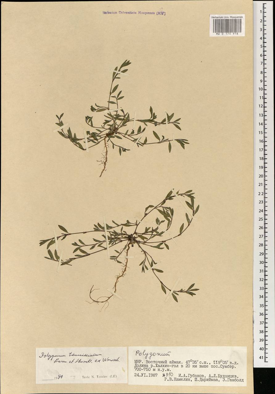 Polygonum tenuissimum A. I. Baranov & Skvortsov ex Vorosch., Mongolia (MONG) (Mongolia)