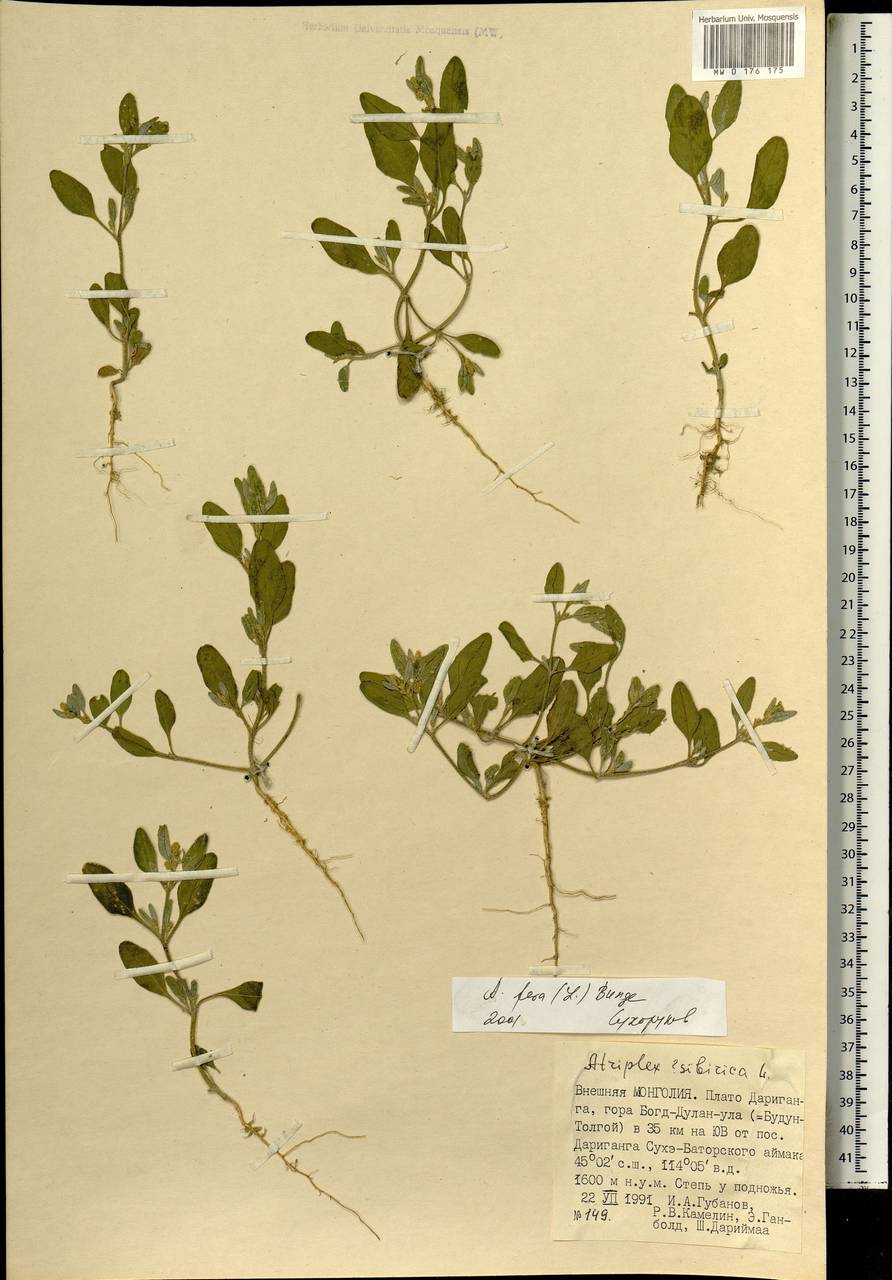 Atriplex fera (L.) Bunge, Mongolia (MONG) (Mongolia)