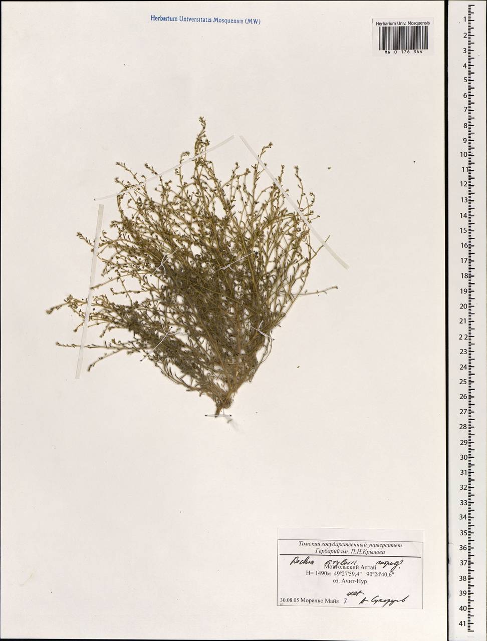 Kochia krylovii Litv., Mongolia (MONG) (Mongolia)
