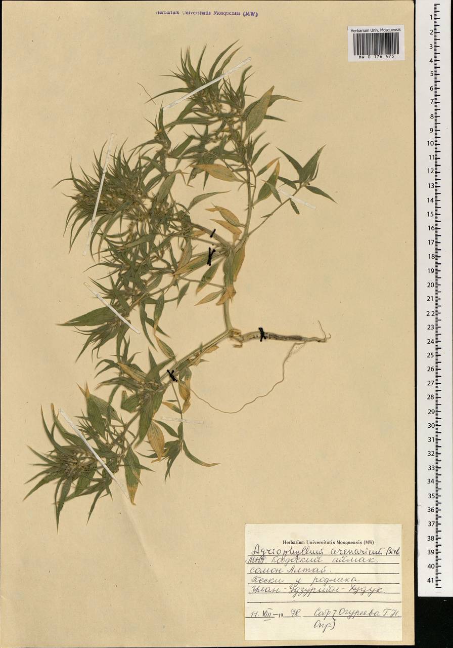Agriophyllum pungens (Vahl) Link, Mongolia (MONG) (Mongolia)