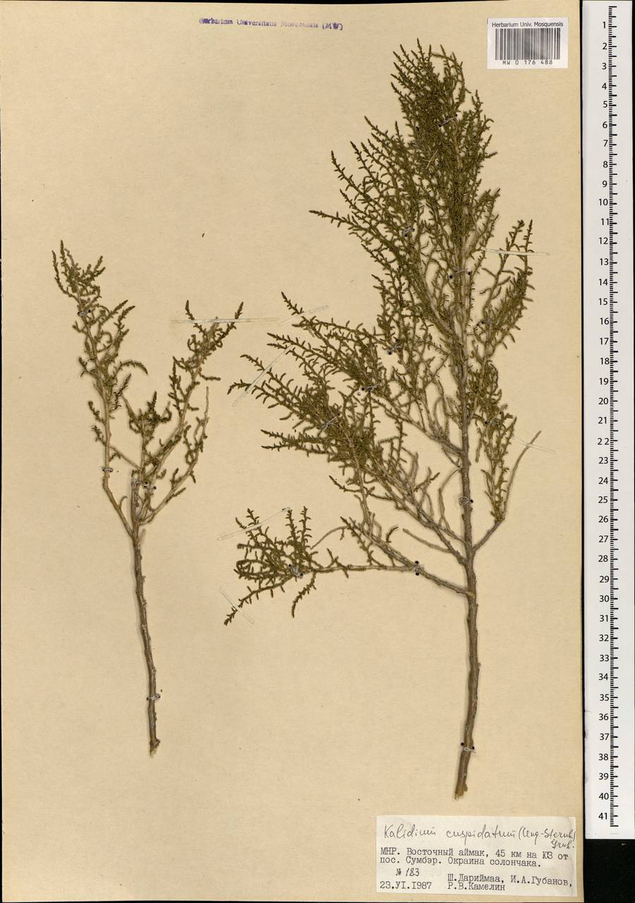 Kalidium cuspidatum (Ung.-Sternb.) Grubov, Mongolia (MONG) (Mongolia)