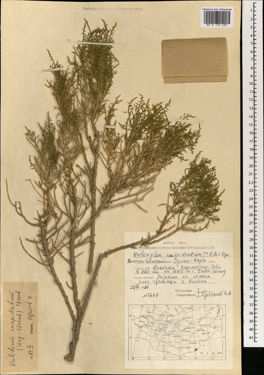 Kalidium cuspidatum (Ung.-Sternb.) Grubov, Mongolia (MONG) (Mongolia)
