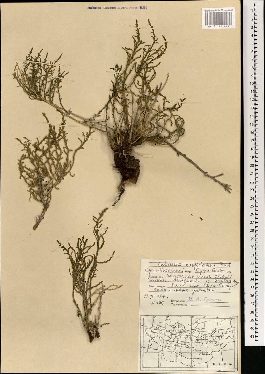 Kalidium cuspidatum (Ung.-Sternb.) Grubov, Mongolia (MONG) (Mongolia)