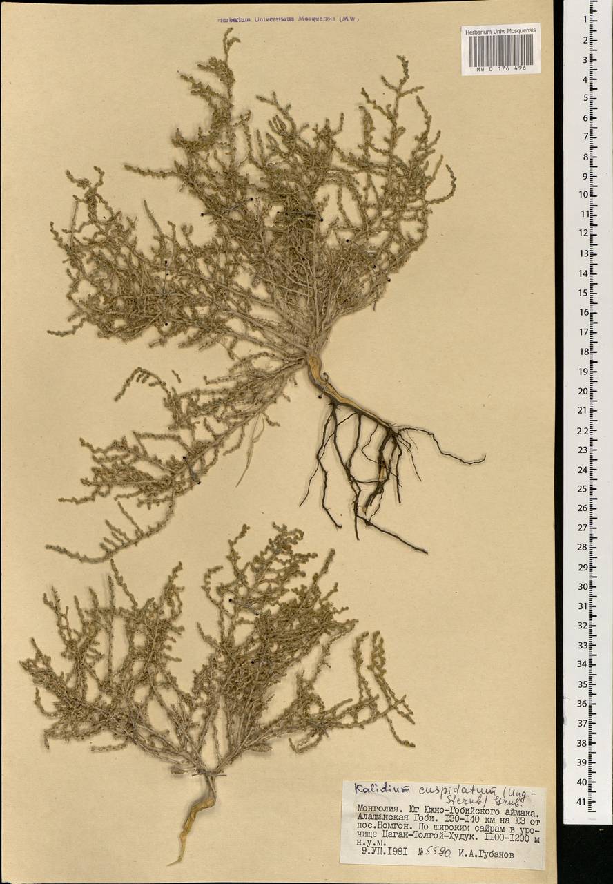 Kalidium cuspidatum (Ung.-Sternb.) Grubov, Mongolia (MONG) (Mongolia)