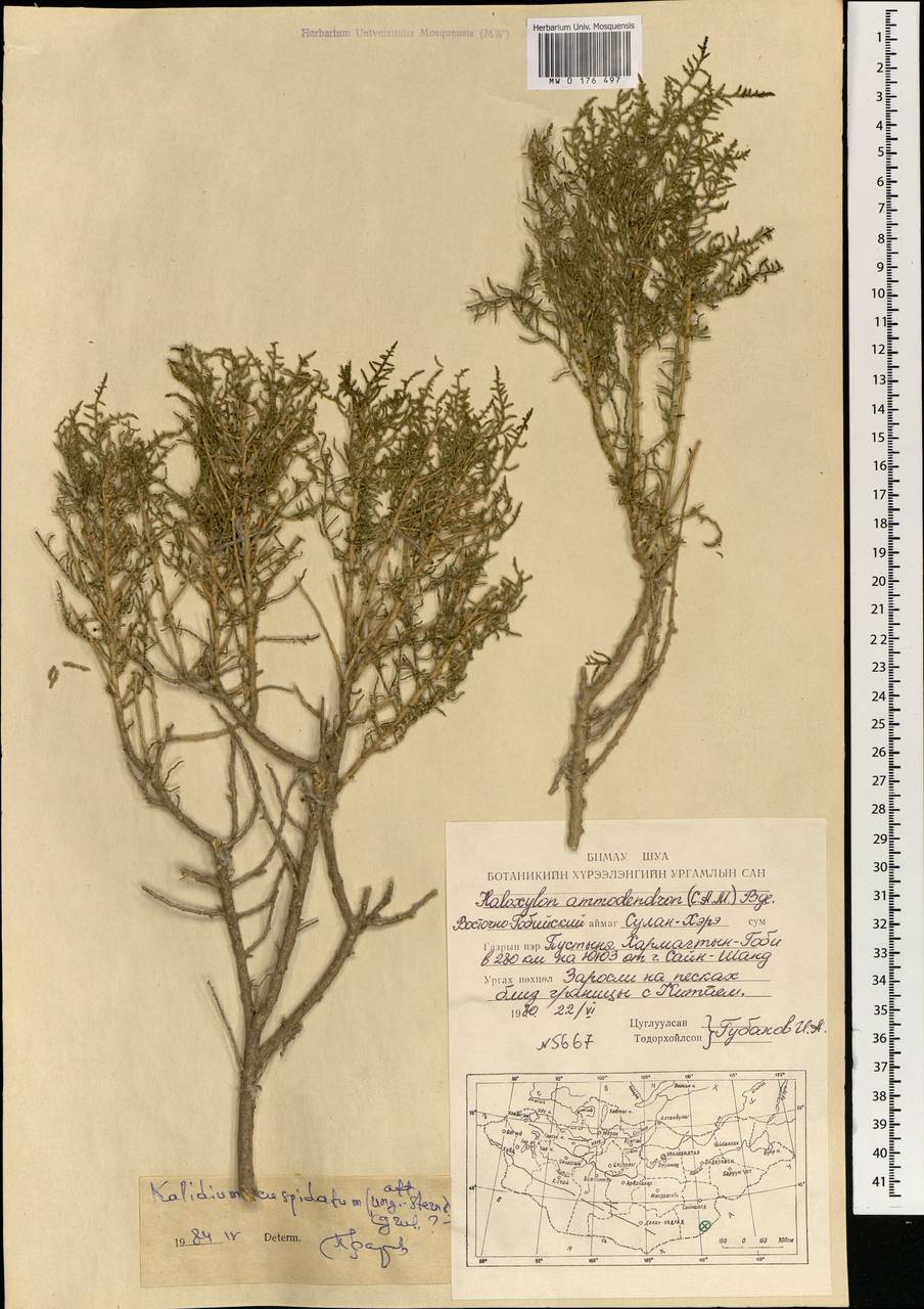 Kalidium cuspidatum (Ung.-Sternb.) Grubov, Mongolia (MONG) (Mongolia)