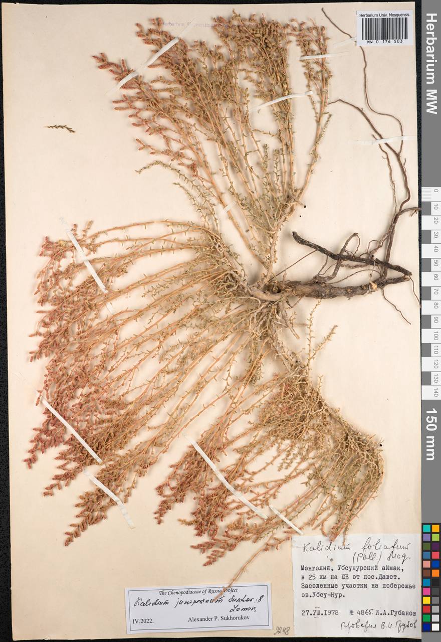 Kalidium juniperinum Sukhor. & Lomon., Mongolia (MONG) (Mongolia)