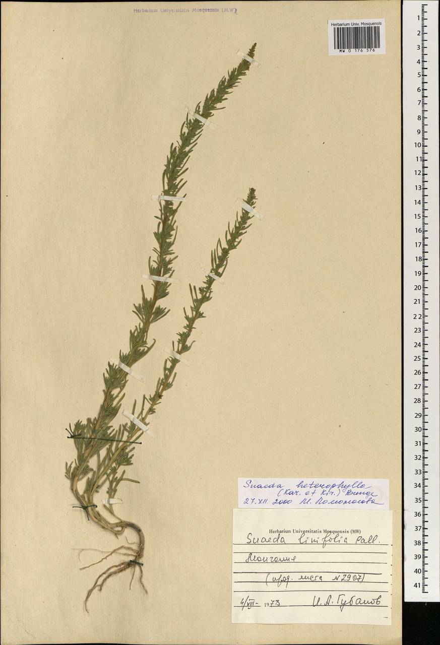 Suaeda heterophylla (Kar. & Kir.) Boiss., Mongolia (MONG) (Mongolia)